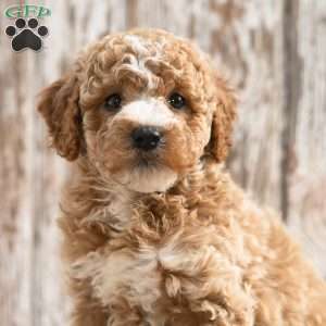Kezia, Mini Labradoodle Puppy